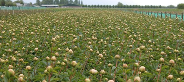 where are peonies grown