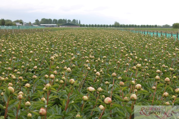 where are peonies grown