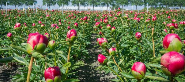 where are peonies native to