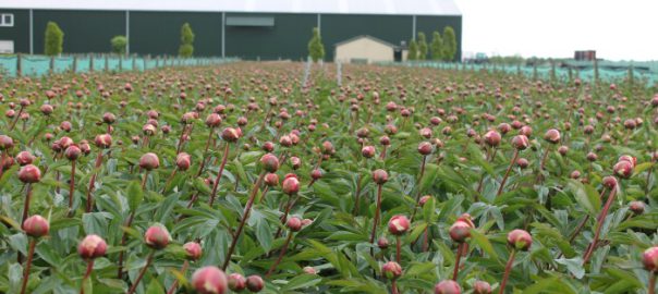 peony planting spacing