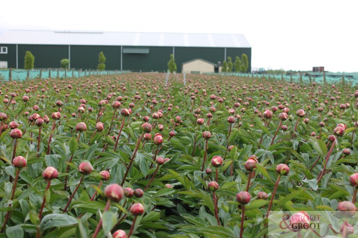 peony planting spacing