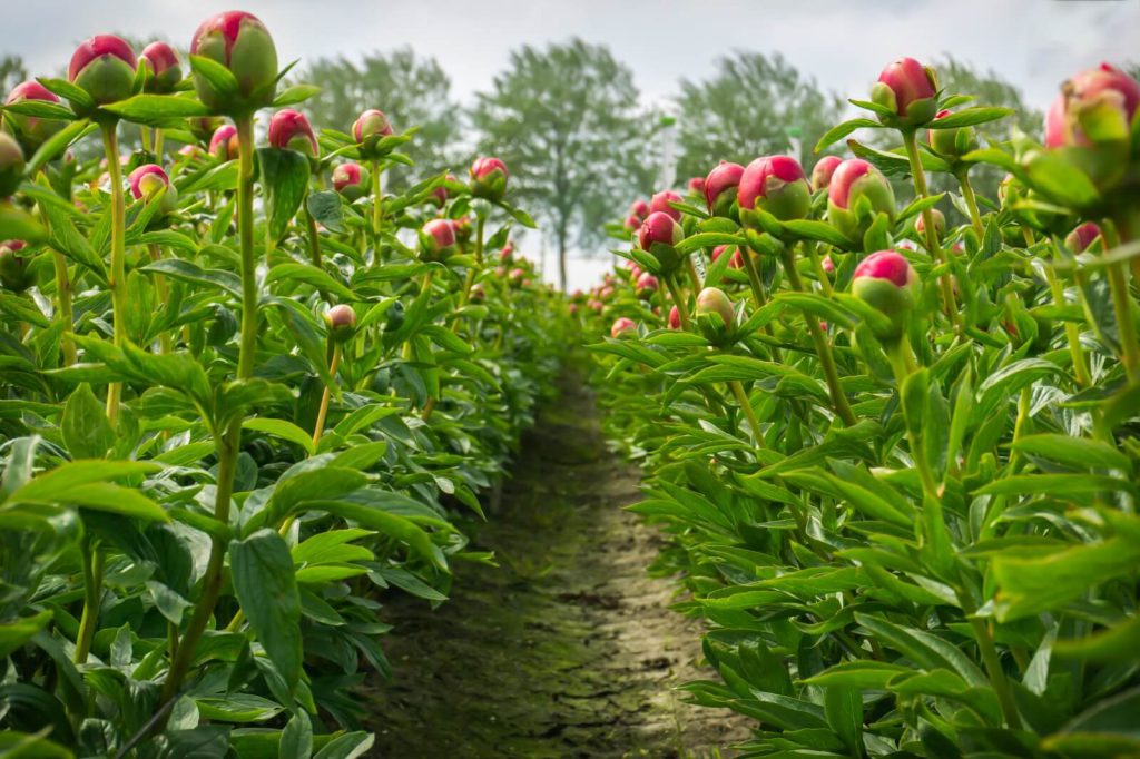 peonies winter care