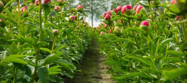 peonies winter care