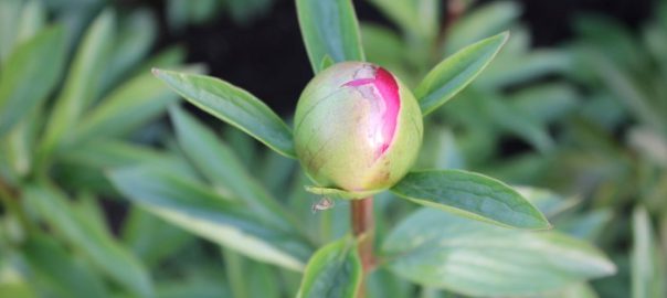 how to move peonies