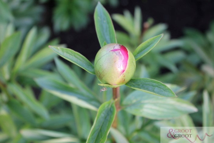 how to move peonies