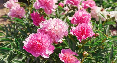 what to plant next to peonies